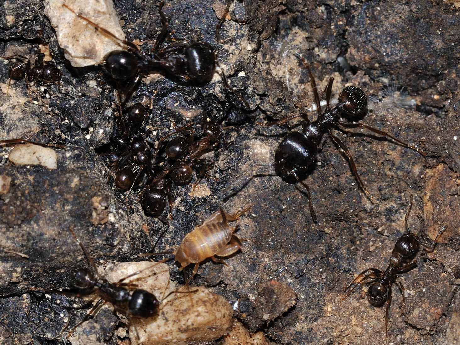 Myrmecophilus sp